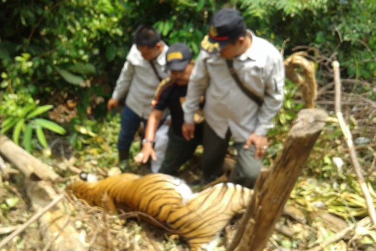 Petugas BBKSDA Riau melakukan evakuasi terhadap harimau sumatera yang ditemukan mati tergantung di tepi jurang di kawasan hutan SM Rimbang Baling, Kabupaten Kuansing, Riau, Rabu (26/9/2018). Dok. BBKSDA Riau