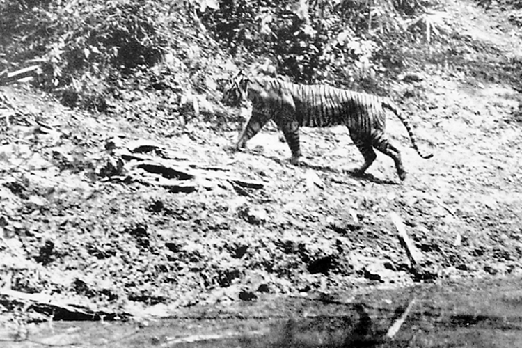 Foto harimau Jawa tahun 1938 oleh Andries Hoogerwerf di Ujung Kulon mungkin adalah satu-satunya foto harimau Jawa yang ada di alam liar