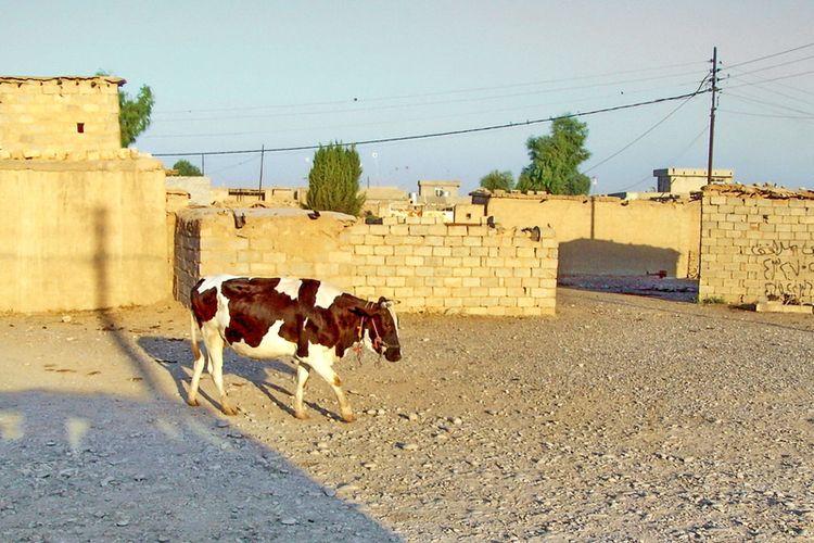 Seekor sapi berjalan di jalanan di tengah kota di Irak.
