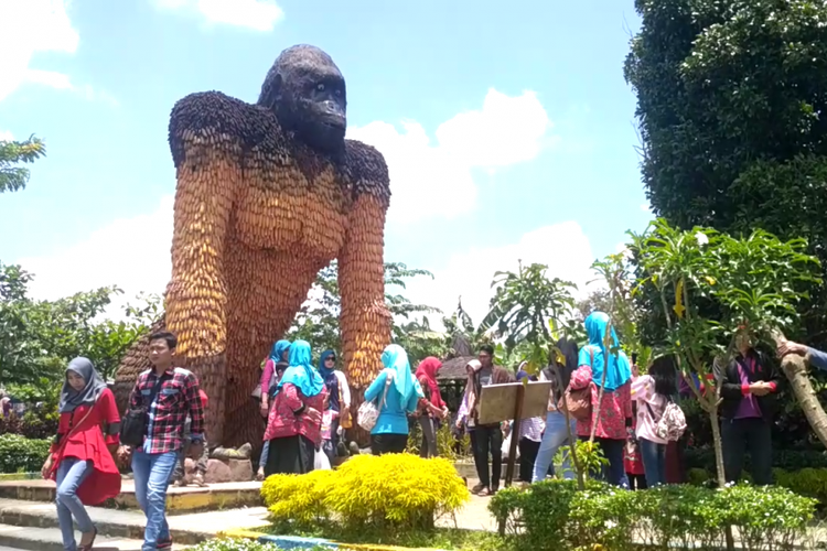 Gorila jagung di Kampoeng Anggrek Kediri, Jawa Timur.