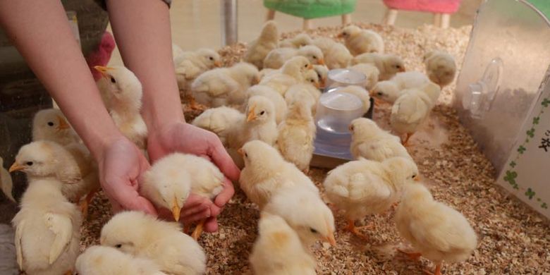 Puluhan anak ayam imut menjemput Anda begitu memasuki areal Moff animal cafe cabang Aeon Mall Makuhari Shintoshin di Prefektur Chiba, Jepang.