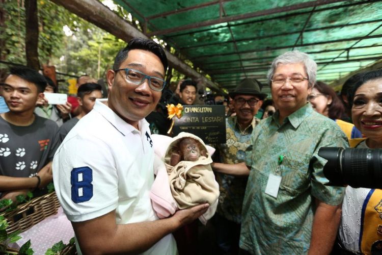 Wali Kota Bandung Ridwan Kamil saar menggendong anak orangutan di Kebun Binatang Bandung, Sabtu (18/11/2017) kemarin. Orangutan itu diberi nama Cinta Lestari. 