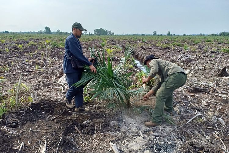 Petugas BBKSDA Riau memusnahkan tanaman sawit ilegal di kawasan hutan lindung SM Giam Siak Kecil di Desa Bukit Kerikil, Kecamatan Bandar Laksamana, Kabupaten Bengkalis, Riau, Jumat (18/5/2019). 