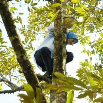 Viral, Foto-foto Bupati Lebak Panjat Pohon Durian - KOMPAS.com