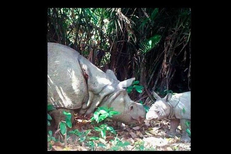 Tiga badak Jawa lahir di Taman nasional Ujung Kulon