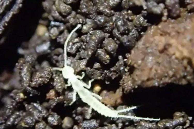 Spesies baru bernama Haplocampa wagnelli ditemukan di salah satu gua pulau Vancouver, Kanada. Kemungkinan makhluk ini terjebak di gua itu sejak zaman Es.