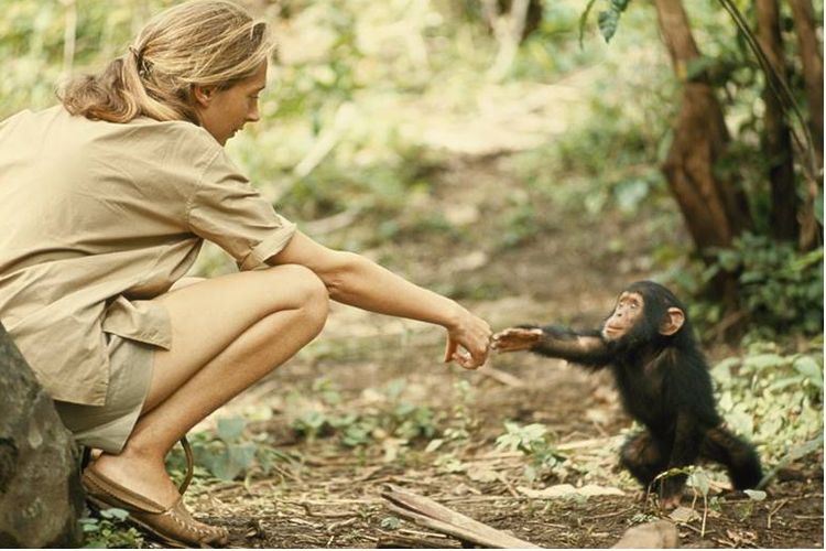 Jone Goodall dan simpanse