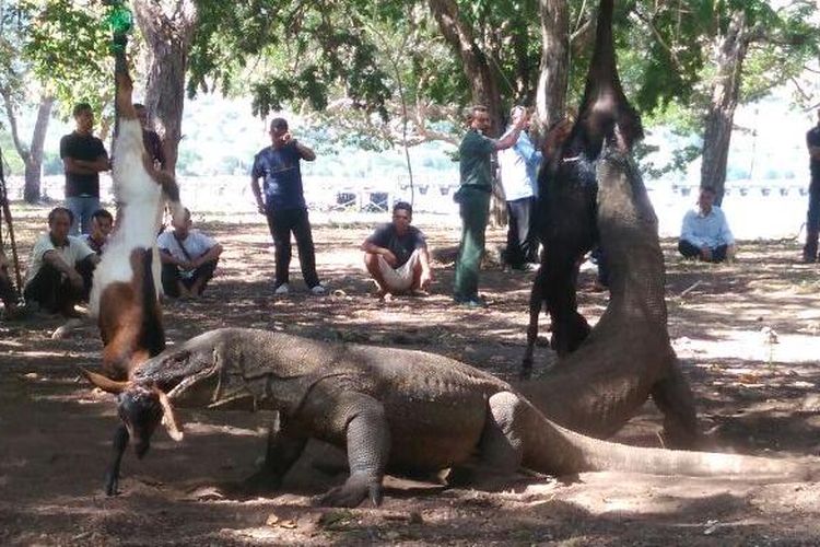 Dua ekor komodo, jantan dan betina di Taman Nasional Komodo tengah mengoyak dua ekor kambing muda, Labuan Bajo, Senin (6/6/2016). Komodo betina umumnya lebih agresif soal makanan.