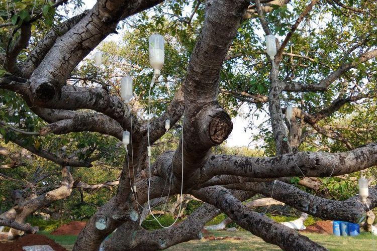 Kantong-kantong infus berisi pestisida dipasang di hampir seluruh batang pohon berusia 700 tahun di India yang terserang rayap.