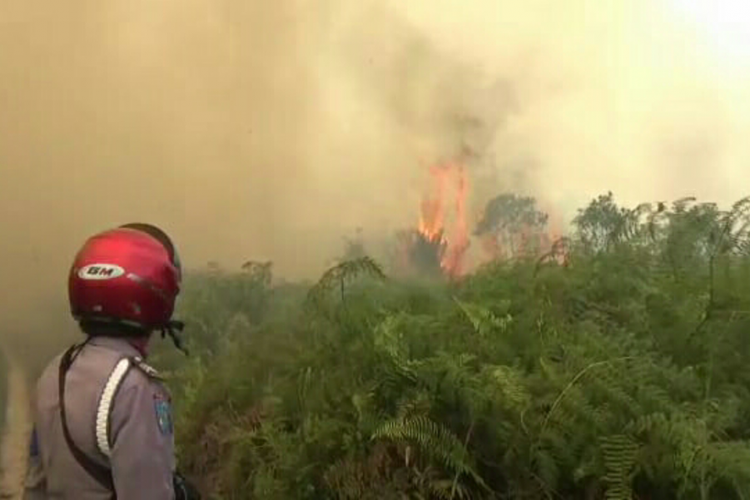 Kebakaran hutan dan lahan di Kepulauan Meranti, Selasa (5/3/2019). 