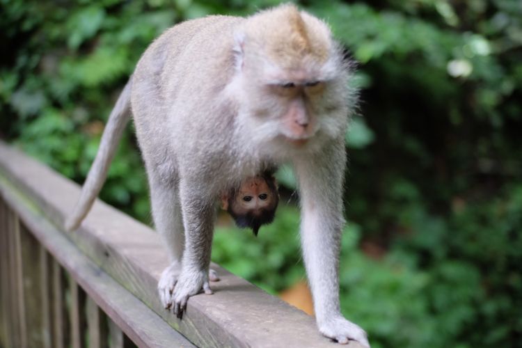 Monyet bali ekor panjang di Monkey Forest, Ubud.