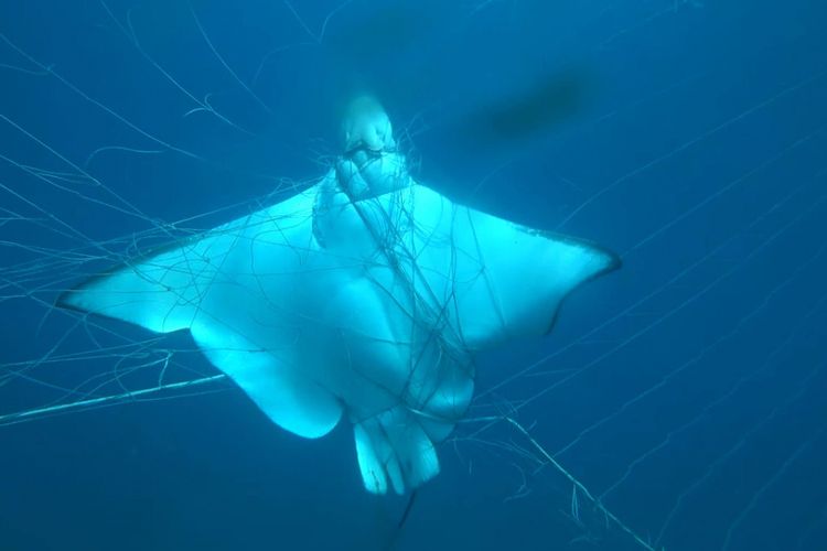 Ikan pari terjebak dalam jaring ikan hiu