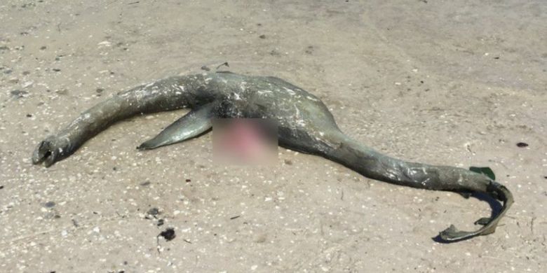 "Loch Ness" Terdampar di Pantai Georgia, Hewan Apa 