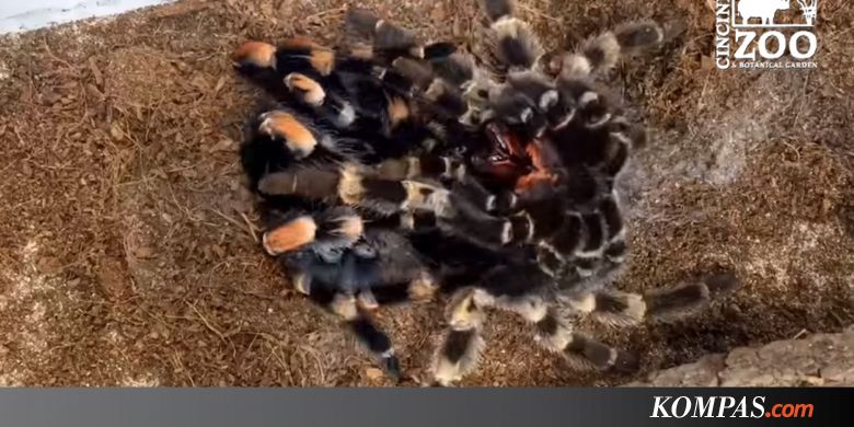 Bagaimana Tarantula Ganti Kulit? Video Ini Menunjukkannya