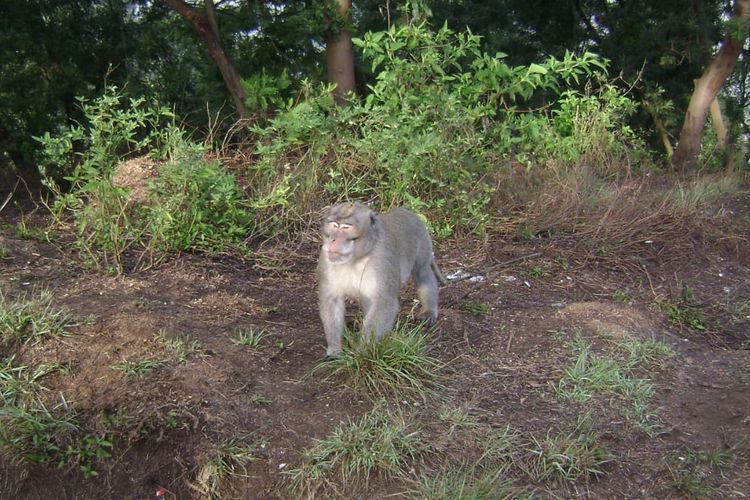 Monyet di Gunung Panderman (Dok. 2013)