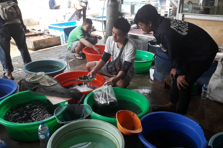 Pedagang ikan hias di Jatinegara, Jakarta Timur, sudah menempati tempat relokasi di Lapangan Jenderal Urip Sumihardjo, Jatinegara, Kamis (20/6/2019).