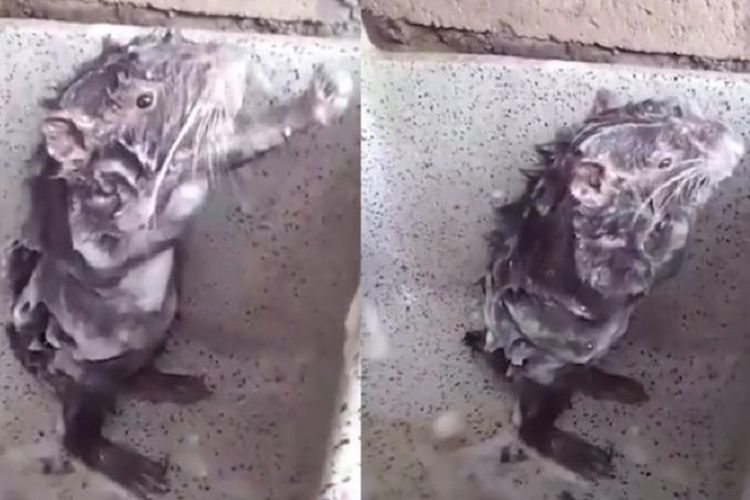 Tikus mandi seperti manusia