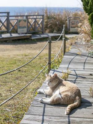 Kucing di Mercusuar Jogashima tengah bersantai di kawasan mercusuar yang berada di atas bukit dengan pemandangan laut