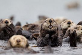 Komentar Berita Fosil Langka Pecahkan Teka Teki Penyebaran