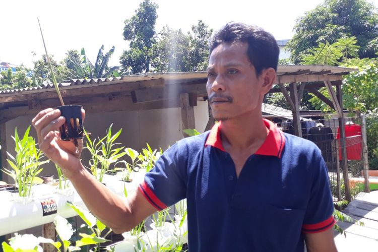 Ketua RT 001/001 Kelurahan Pengadegan, Jakarta Selatan, Saparno, menunjukkan tunas jahe merah yang ditanam dengan teknik hidroponik, Kamis (29/3/2018).