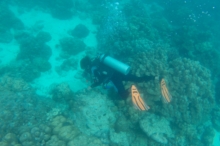 Diving di Sabang, Nanggroe Aceh Darussalam.