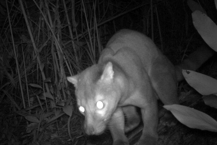 Musang sulawesi tertangkap kamera trap milik Wildlife Conservation Society yang melintas saat malam 