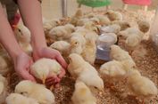 Ayo Bermain Sepuasnya Bersama Aneka Binatang di Moff Animal Cafe
