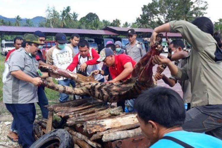 Harimau Sumatera yang mati dibunuh warga dimusnahkan di Polres Mandailing Natal dengan cara dibakar. Mirisnya, saat dievakuasi, anggota tubuh harimau sudah tidak utuh didiuga diambil mafia perdagangan satwa liar. 