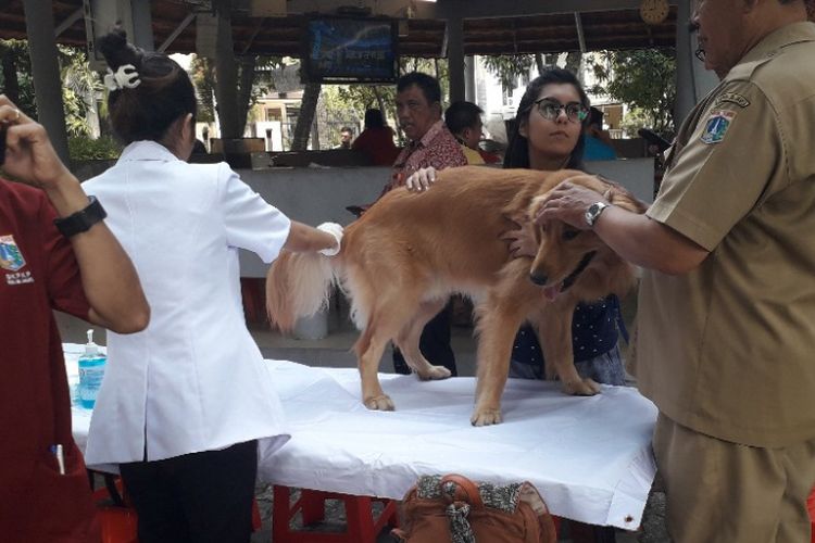 Sudin KPKP Jakarta Utara menggelar vaksinasi rabies terhadap hewan peliharaan di RW 20 Sunter Agung dalam rangka Hari Rabies Dunia, Selasa (2/10/2018).