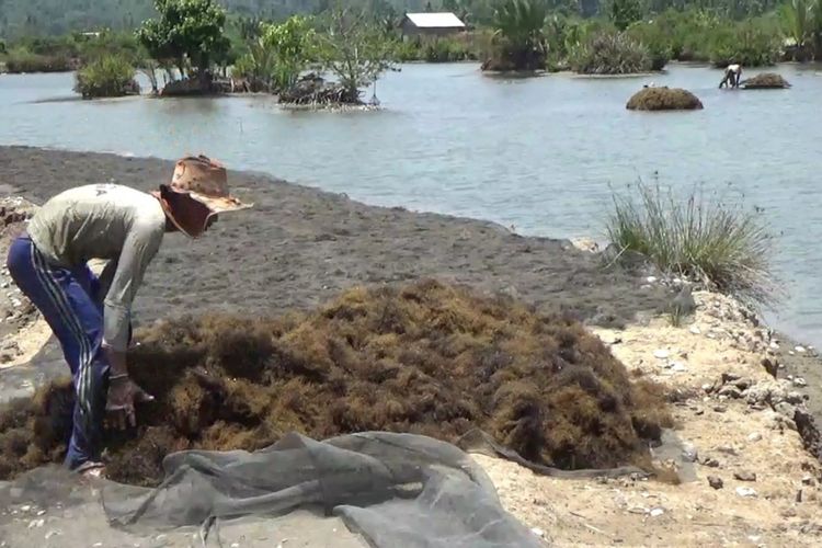 Kemarau menjadi berkah bagi petani budidaya rumput laut di kelurahan marobo, kecamatan telluwanua, kota palopo, Senin (24/09/2018), meskipun harga mengalami penurunan 