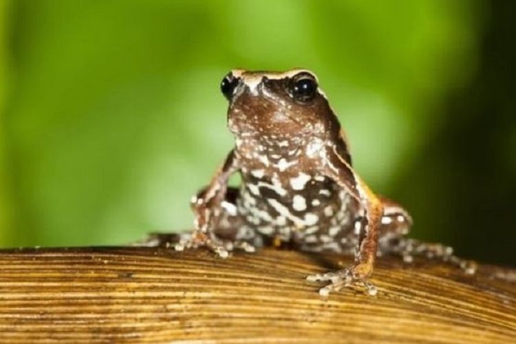 Spesies katak baru ditemukan di India