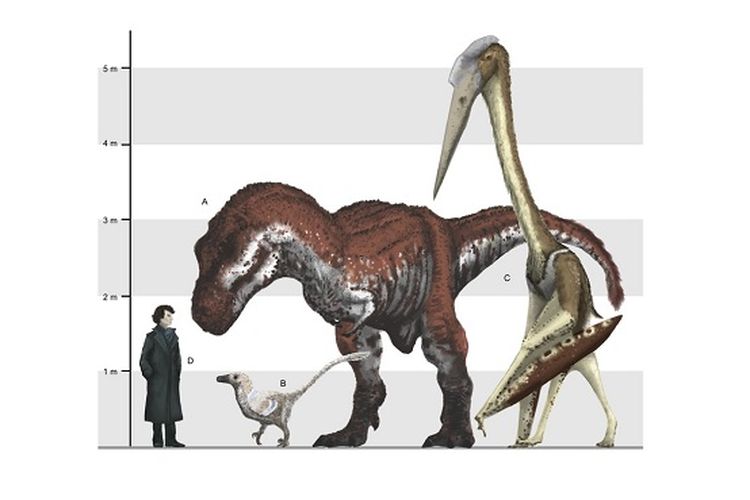 Perbandingan ukuran Azhdarchidae dengan dinosaurus lain dan manusia.