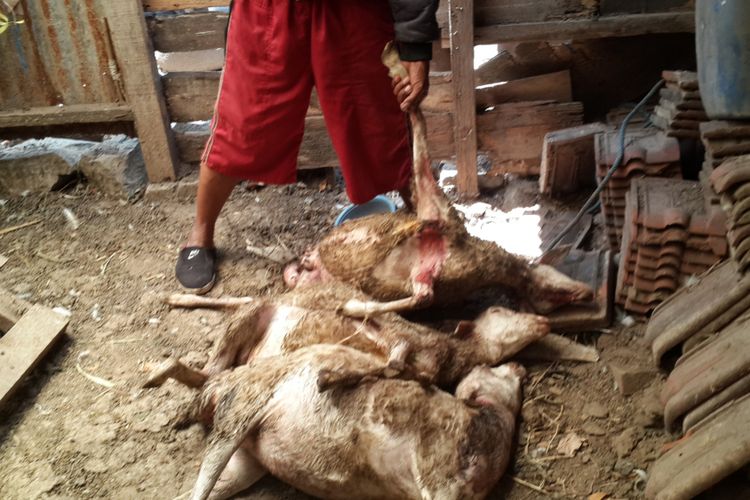 Tiga kambing mati diduga diserang hewan buas di Kelurahan Tunggulwulung, Kecamatan Lowokwaru, Kota Malang, Jumat (15/9/2017)