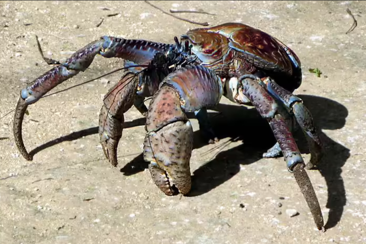 Apakah Manusia Bisa Makan Kepiting Kelapa?