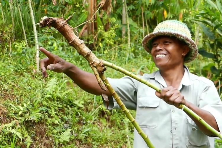  Seorang petani di desa Sepakung menunjukkan batang pohon singkong yang dirusak oleh kawanan kera. Sejak tiga pekan terakhir kawanan kera menyerang ladang singkong di desa ini.