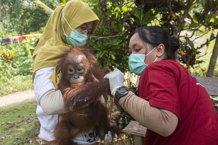 Kenaya, bayi orangutan berusia 8 bulan diselamatkan ke pusat rehabilitasi IAR Indonesia di Ketapang, Kalimantan Barat, Rabu (24/7/2019).