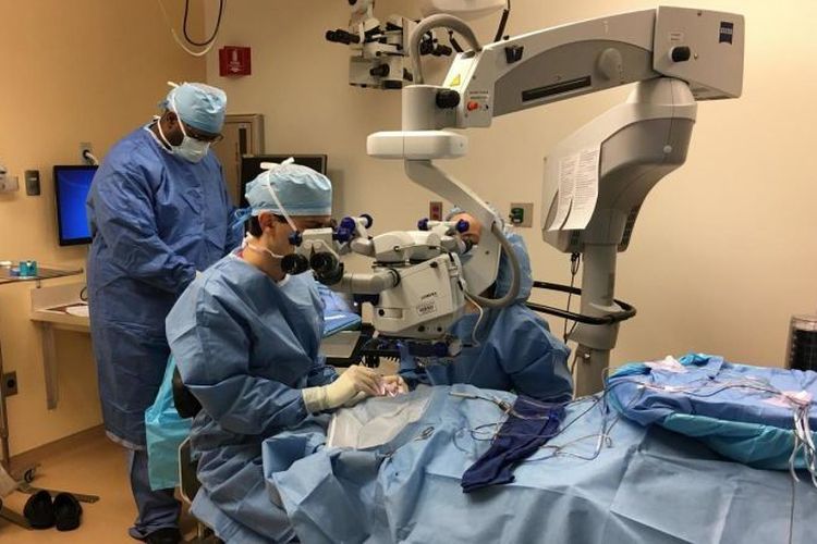 Pertama di dunia, Dr. Jason Comander mengoperasi mata kiri Jack Hogan di Massachusetts Eye and Ear, pada 20 Maret 2018. Ia melakukan terapi gen untuk menyembuhkan kebutaan secara genetik.