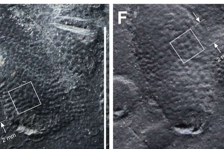 Cetakan kulit dari jejak dinosaurus ditemukan di Korea.