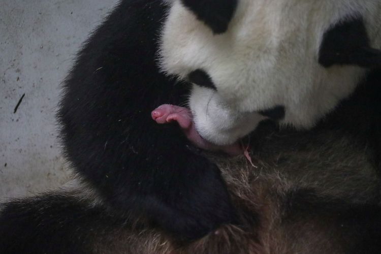 Panda raksasa di kebun binatang Belgia, Pairi Daiza, yang bernama Hao Hao, baru saja melahirkan dua bayi kembar jantan dan betina, Kamis (8/8/2019).