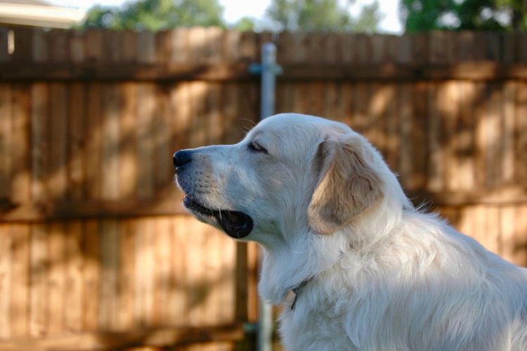 Ilustrasi seekor anjing jenis great pyrenees.