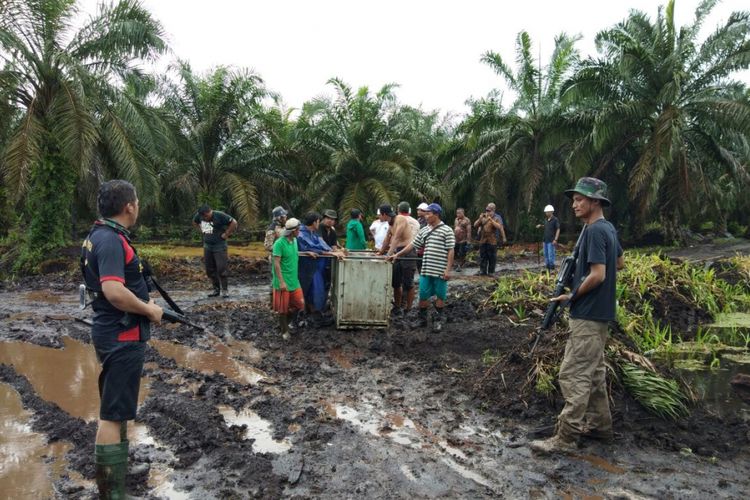 Harimau Bonita saat dilakukan evakuasi setelah berhasil ditembak bius oleh tim gabungan BBKSDA Riau.