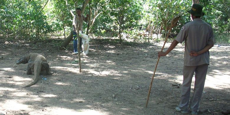 Ranger atau jagawana di Pulau Komodo, Kabupaten Manggarai Barat, Nusa Tenggara Timur, Rabu (1/6/2011).