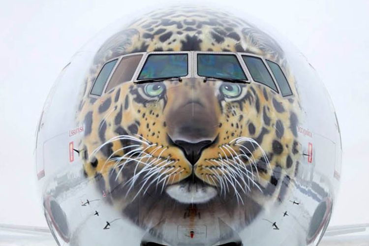 Moncong pesawat Boeing 777-300 milik maskapai Rossiya Airlines, Rusia, dihias dengan wajah macan tutul Amur.