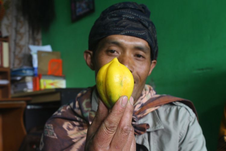 Buah carica atau karikaya yang dijadikan minuman oleh masyarakat Suku Tengger, Jawa Timur, Jumat (8/6/2018).