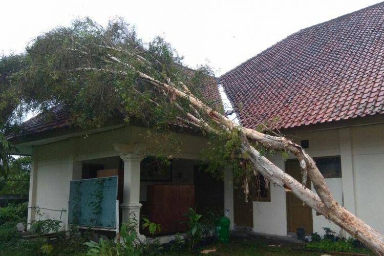Pohon tumbang menimpa rumah warga di Klaten, Jawa Tengah, Rabu (24/1/2018).