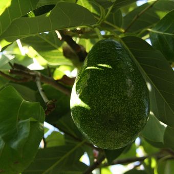 Ilustrasi buah alpukat di pohon, pohon alpukat, menanam alpukat.