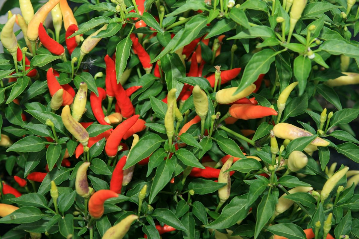 Tanaman Pendamping Cabai: Strategi Efektif untuk Kebun Lebih Sehat dan Produktif