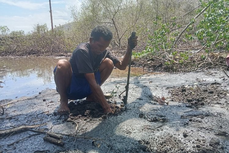 Mikael Tonbesi (64) sedang menggali lubang untuk tanam anakan mangrove di pesisir Pantai Natu, Desa Reroroja, Kabupaten Sikka, Nusa Tenggara Timur (NTT), Jumat (15/12/2023) pagi.
