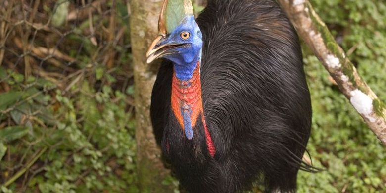 7700 Gambar Burung Kasuari Terbaik
