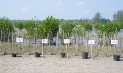 Dukung Konsep Blue Carbon, 5.000 Bibit Pohon Mangrove Ditanam di Bangka Tengah